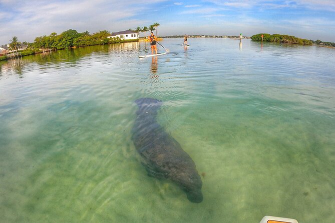 Sunrise Paddle Boarding Adventure in Jupiter - Price and value: is $90 for 1.5 hours a smart buy?