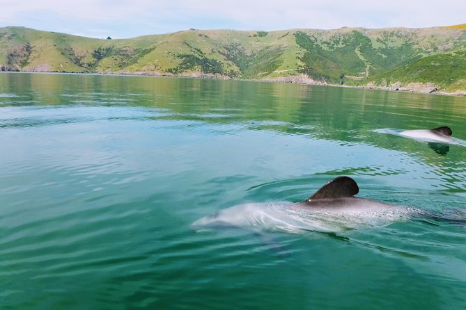 Sunrise wildlife sea kayaking in Akaroa marine reserve - Key Things That Make This Sunrise Kayak Safari Worth Your Morning
