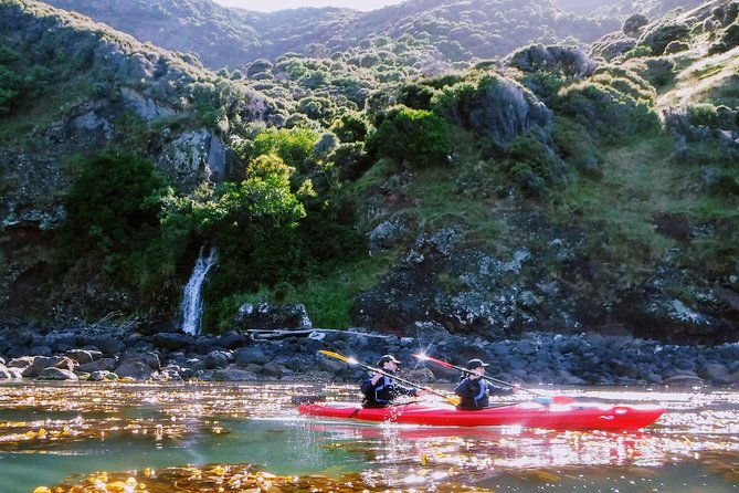 Sunrise wildlife sea kayaking in Akaroa marine reserve - Sunrise in Akaroa: The Quiet Reason This Works