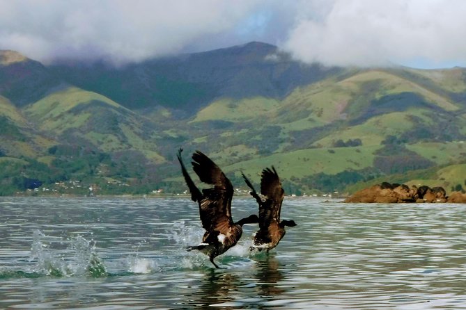 Sunrise wildlife sea kayaking in Akaroa marine reserve - Small-Group Size and the No-Crowd Feeling