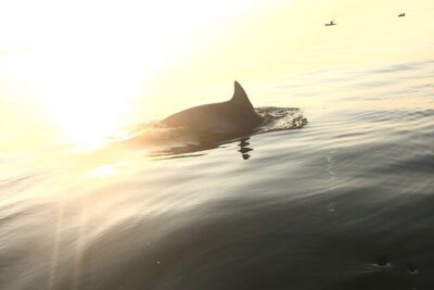 Sunset Dolphin Kayak Tours - Where You Start: First Landing State Park and the Real-World Launch