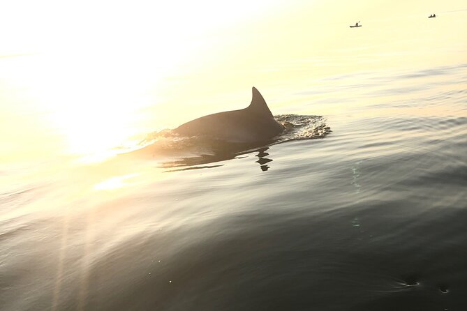 Sunset Dolphin Kayak Tours - Where You Start: First Landing State Park and the Real-World Launch