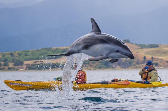 Sunset Evening Kayaking Tour - Kaikoura - The Kayaks, the Crew, and How a 3-Hour Trip Feels Manageable