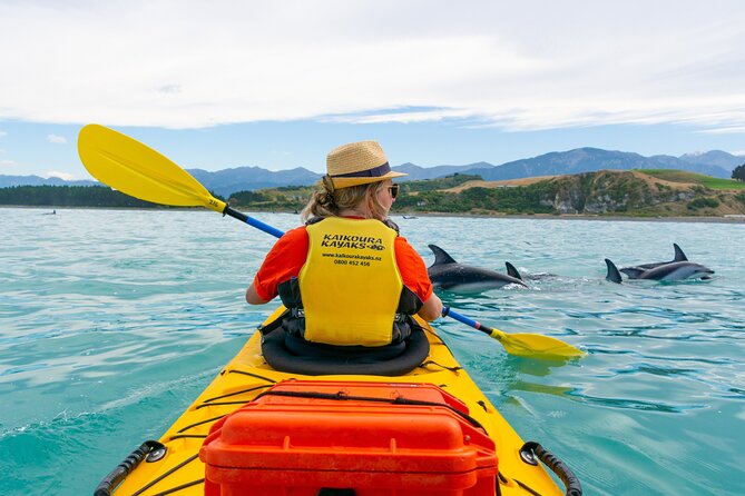 Sunset Evening Kayaking Tour - Kaikoura - Wildlife Odds in Kaikōura: Fur Seals, Dolphins, and Why It’s Not Always Whales