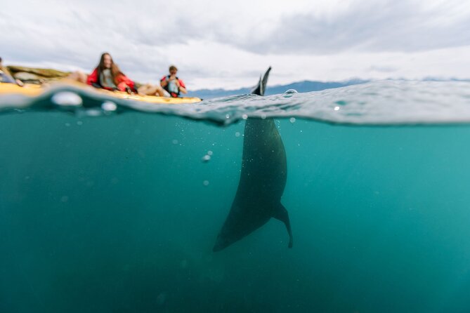 Sunset Kayak tour in Kaikoura - The real star: Hobie Mirage Drive pedal kayaks (and why they’re easier than you think)