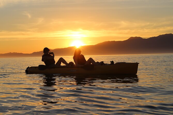 Sunset Kayak tour in Kaikoura - Wildlife odds: fur seals first, then penguins, albatross, and more