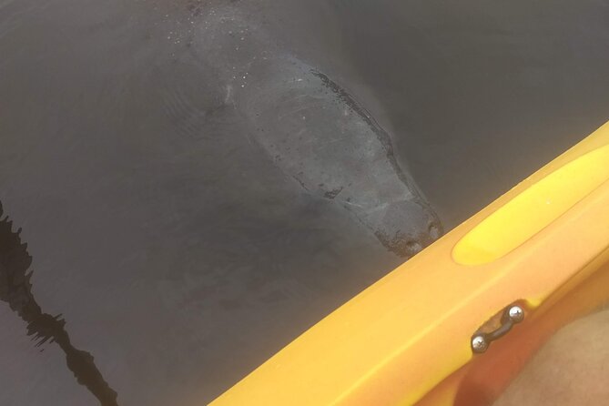 Sunset kayaking tour at Manatee Cove with Manatee & Dolphin sightings - Where Manatee Cove Park Fits Into a Cocoa Beach Day
