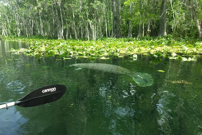 Sunset kayaking tour at Manatee Cove with Manatee & Dolphin sightings - Dolphins: The More Reliable Highlight (and How to Spot Them)