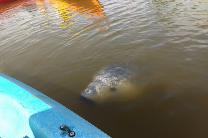 Sunset kayaking tour at Manatee Cove with Manatee & Dolphin sightings - Manatees: Why Sightings Can Be Hit-or-Miss