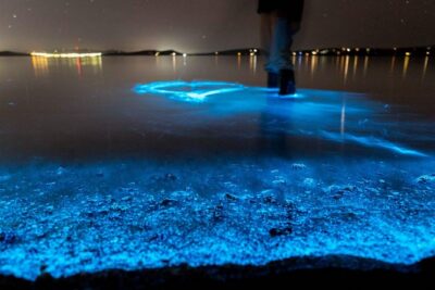 Sunset Kayaking w/ Florida Bioluminescence Combo Tour | Haulover canal - Wildlife chances: manatees, dolphins, and the little surprises