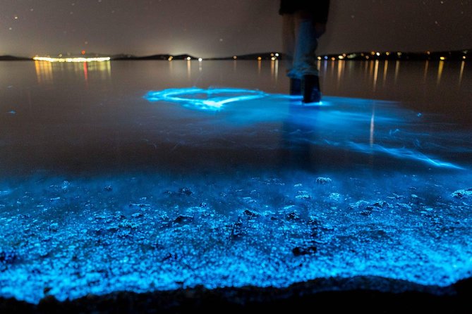 Sunset Kayaking w/ Florida Bioluminescence Combo Tour | Haulover canal - Wildlife chances: manatees, dolphins, and the little surprises