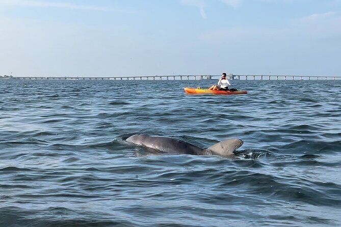 Sunset Kayaking with Dolphins - What Actually Happens on the Kayak (And Why It Feels Special)