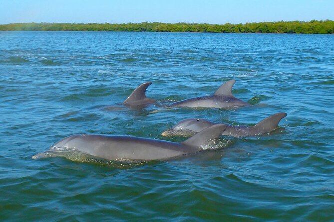 Sunset Kayaking with Dolphins - Manatees, Birds, and the Surprise Stuff You Might Notice