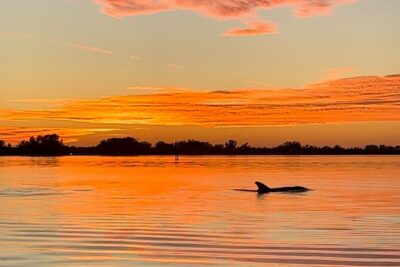 Sunset Kayaking with Dolphins - The Dolphin Part: What You Should Plan For