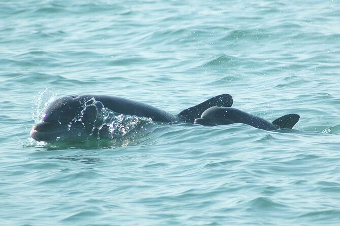 Sunset Kayaking with Dolphins - Sunset Paddling: The Part You’ll Feel in Your Body