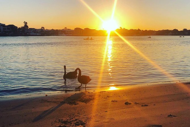 Surfers Paradise Sunset Kayak Tour - Practical Tips That Make or Break Your Paddle