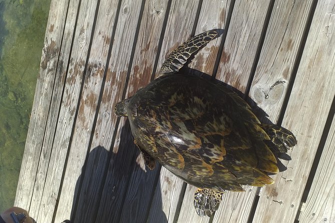 Sweetings Cay Mangrove Kayaking and Turtles - Quick hits worth knowing