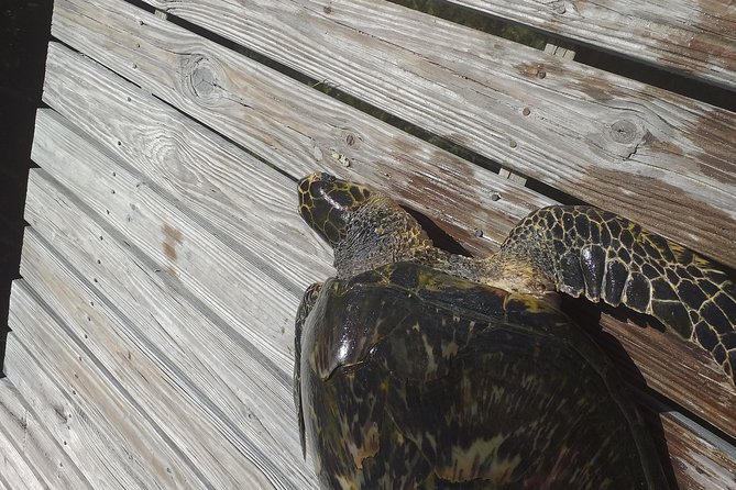 Sweetings Cay Mangrove Kayaking and Turtles - Kayaking through mangroves: what you’ll actually do and see