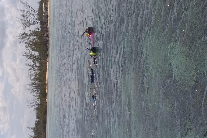 Sweetings Cay Mangrove Kayaking and Turtles - The Turtle Park stop: how the trip handles the turtle question