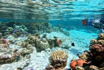 Tahaa Excursion in Electric Paddle Snorkeling Coral Garden - Stop-by-Stop: What You’ll See and Why It Matters