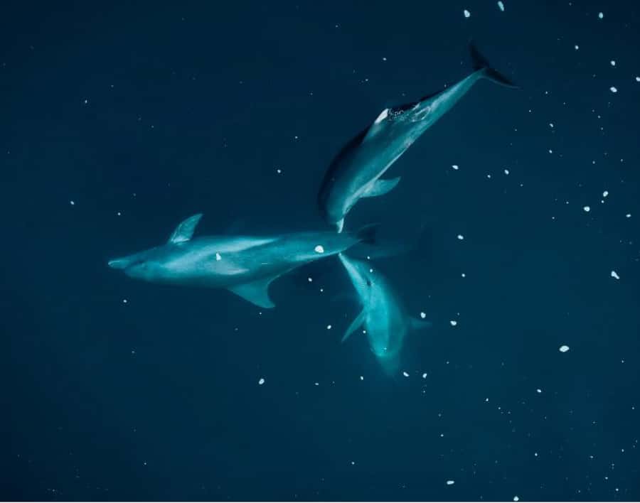 Tamarin: Guided Kayak Tour with Dolphins - Key highlights at a glance