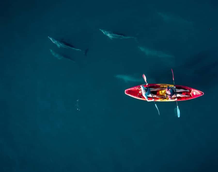 Tamarin: Guided Kayak Tour with Dolphins - Entering Tamarin Bay at Sunrise: What Makes This Trip Work