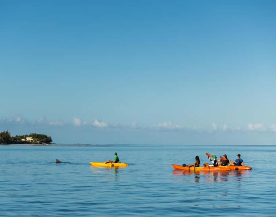 Tamarin: Guided Kayak Tour with Dolphins - The Sunrise Kayak Paddle: How Dolphin Watching Typically Plays Out