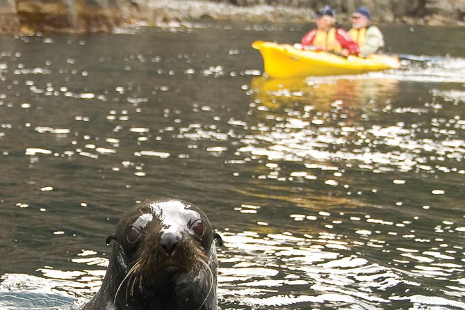 Tasman Peninsula full day kayaking tour - Key highlights worth planning around