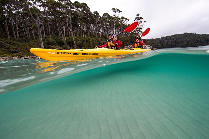 Tasman Peninsula full day kayaking tour - Wildlife time: fur seals, sea eagles, gannets, and the big “if we’re lucky”