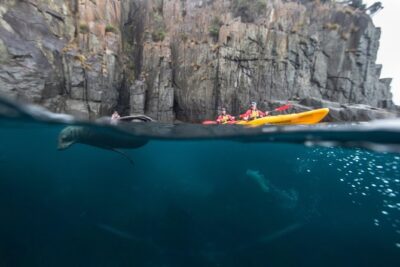 Tasman Peninsula full day kayaking tour - The cliff-and-cave section: Candlestick, Totem Pole, and 200-metre views