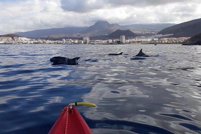 Tenerife by Kayak Adventure in small group - Paddling From Los Cristianos: Quick Setup, Real Open-Ocean Time