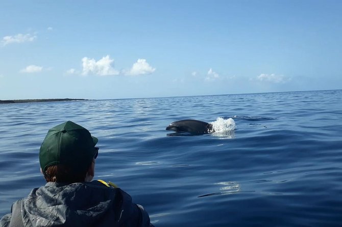 Tenerife by Kayak Adventure in small group - Snorkeling for Sea Turtles: Gear Is Included, Swim Ability Is Required