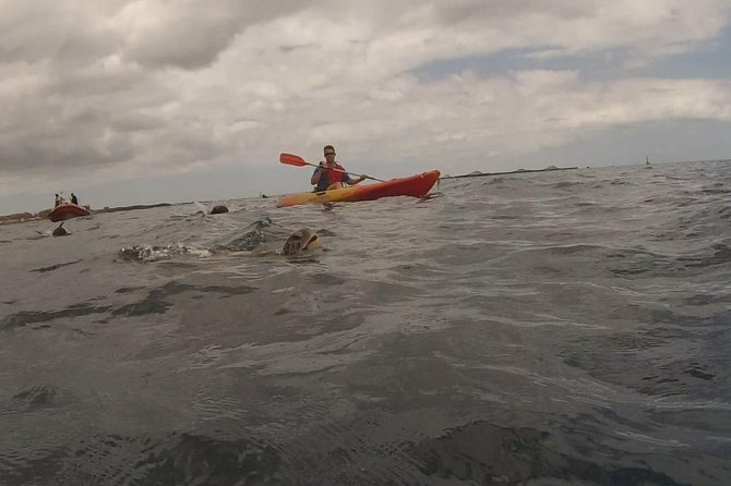 Tenerife by Kayak Adventure in small group - The Stops That Shape the Trip: Guaza, Los Cristianos, the Academy, Palm-Mar