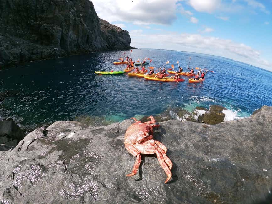 Tenerife: Eco Kayak & Snorkeling - Price and timing: what $41 includes and what you should plan for