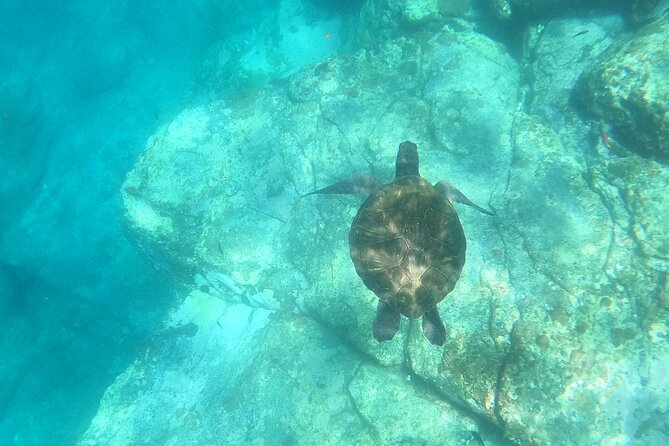 Tenerife: Kayak and snorkel with marine life safari - Getting comfortable on the kayak fast (even if you’re a first-timer)