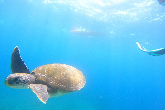 Tenerife: Kayak and snorkel with marine life safari - Breaks and snacks that keep the energy up