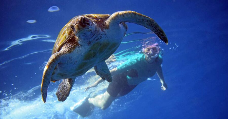 Tenerife: Kayak and Snorkel with Turtles, Wetsuits Included - Key things to know before you paddle
