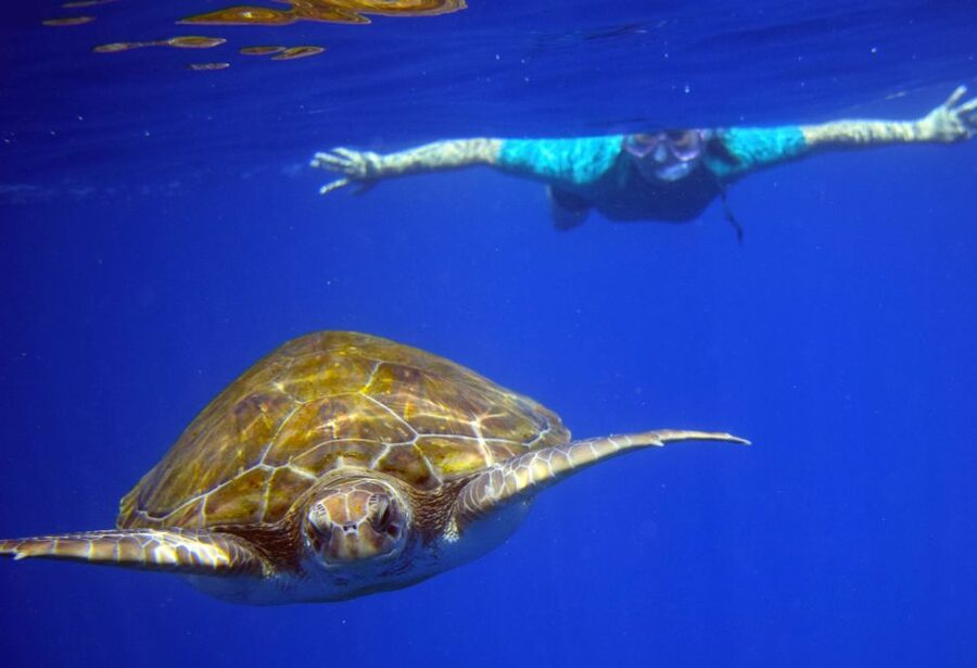 Tenerife: Kayak and Snorkel with Turtles, Wetsuits Included - Wildlife Odds: Dolphins, Turtles, and the Reality Check