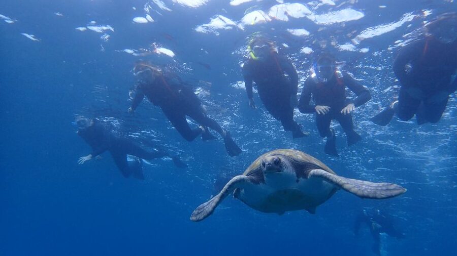 Tenerife: Kayak and Snorkel with Turtles, Wetsuits Included - Finding Cristianmar: The Meeting Point That Keeps It Simple