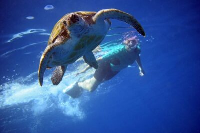 Tenerife: Kayak and Snorkel with Turtles, Wetsuits Included - Price and Value: Why This $35 Feels Like More Than a Snack Tour