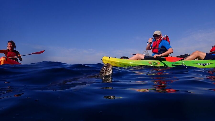 Tenerife: Kayak and Snorkel with Turtles, Wetsuits Included - Playa de Los Cristianos: The First Hour of Dolphin Chances
