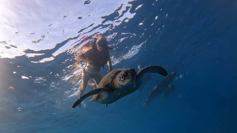 Tenerife: Kayak and Snorkeling Tour with Photos - Key things I’d pin to the top before you go