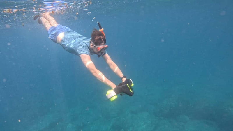 Tenerife: Kayak and Snorkeling Tour with Photos - Sea turtles and dolphins: how spotting works on this route