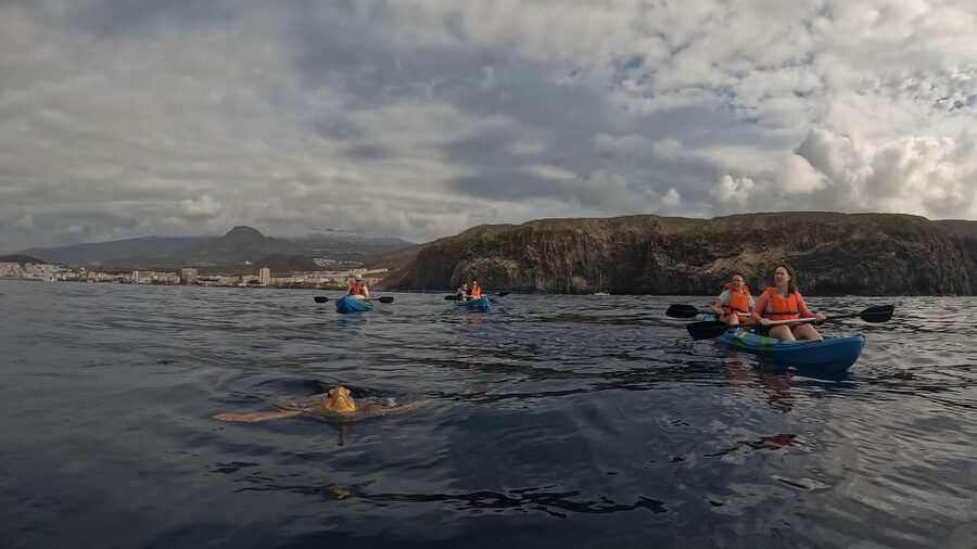 Tenerife: Kayak and Snorkeling Tour with Photos - What to bring (and what to skip) so the tour feels smooth