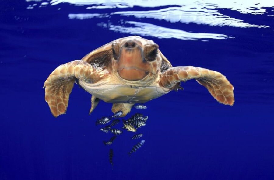 Tenerife: Kayak Safari and Sea Turtle Snorkeling with Photos - Before You Go: Packing and On-Water Tips That Keep You Comfortable