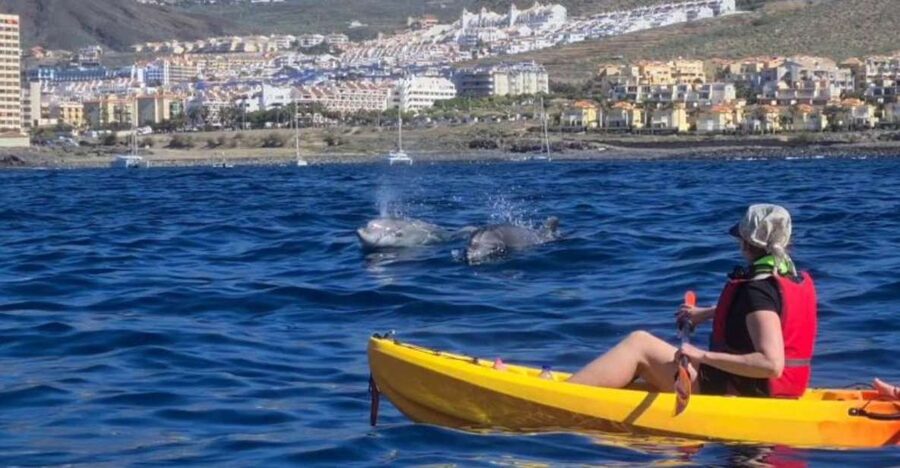 Tenerife: Kayak Safari and Sea Turtle Snorkeling with Photos - The Sea Cave Stop: Where the Wildlife Stories Get Real