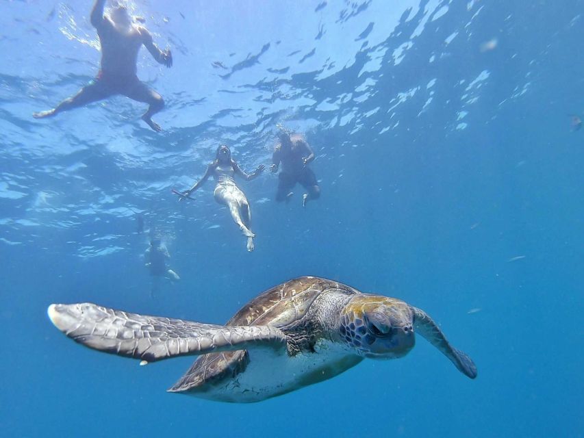 Tenerife: Kayak Safari and Sea Turtle Snorkeling with Photos - Timing, Effort, and Choosing the Right Day