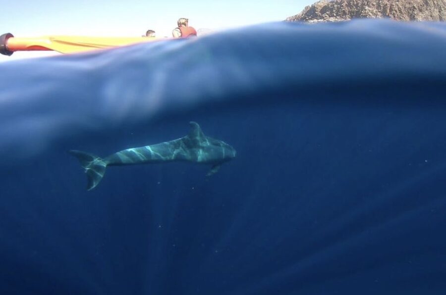 Tenerife: Kayak Safari and Sea Turtle Snorkeling with Photos - Who This Kayak Safari Is Best For (and Who Should Skip It)