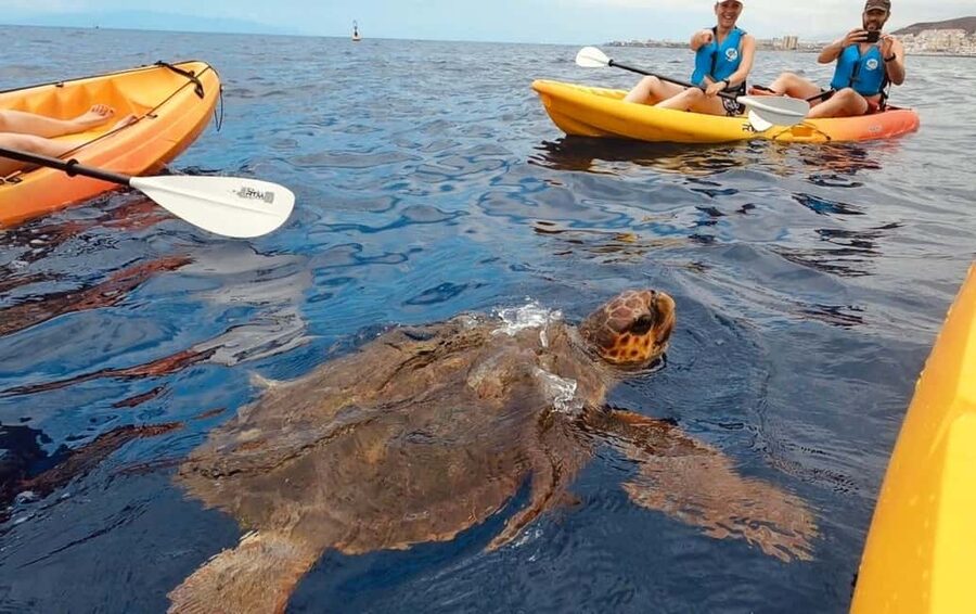 Tenerife: Kayak Safari and Sea Turtle Snorkeling with Photos - Paddling Toward Guaza Cliffs: How the Route Sets You Up