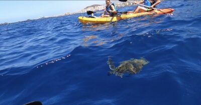 Tenerife: Kayak Safari and Snorkel in a Marine Reserve - Stop 1: The Starting Area Briefing (And Why It Helps)